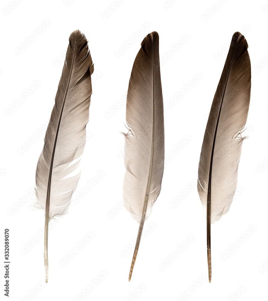 Natural bird feathers isolated on a white background. pigeon and goose  feathers close-up Stock Photo