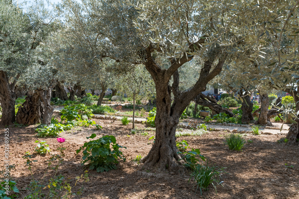 Gethsemane gardens. Basilica of the Agony, in Jerusalem.