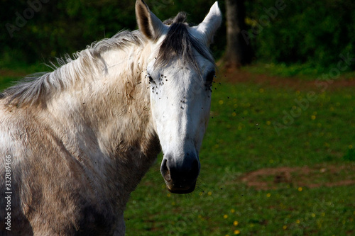 Fototapeta Naklejka Na Ścianę i Meble -  Horse, Riding horse, Equestrian sport, Burghaun, Hesse, Germany, Europe
