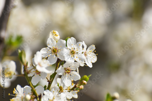 Fototapeta Naklejka Na Ścianę i Meble -  Spring background, Tree branch blossom with an empty space for text. Wild plum in full bloom in spring
