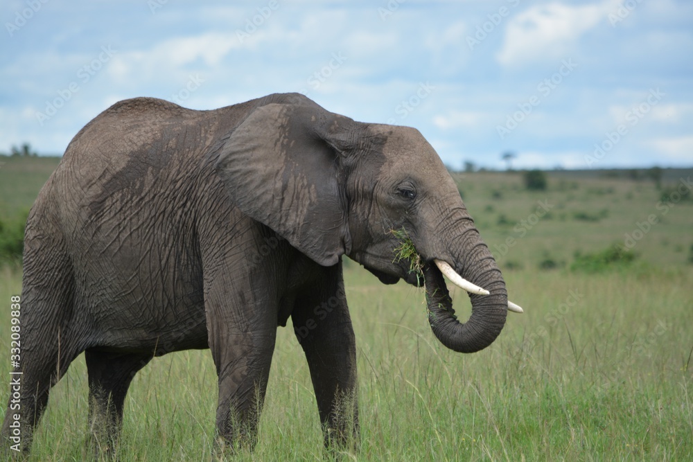 Fototapeta premium elephant in the wild
