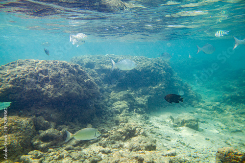 Fototapeta Naklejka Na Ścianę i Meble -  Beautiful colored fish swim underwater in the Indian Ocean among the stones.