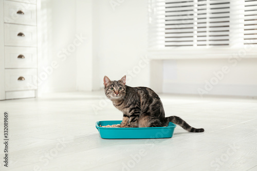 Tabby cat in litter box at home
