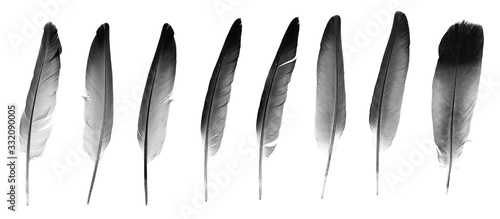 Natural bird feathers isolated on a white background. collage pigeon and goose feathers close-up