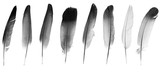 Natural bird feathers isolated on a white background. collage pigeon and goose feathers close-up
