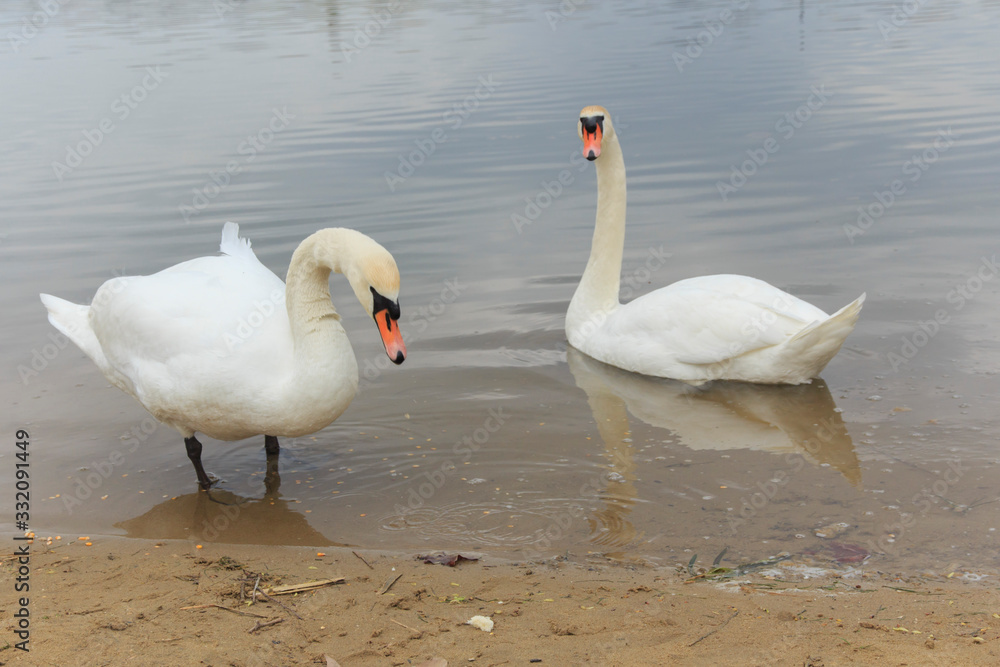 white swan comes ashore to eat bread white swan comes ashore to eat bread