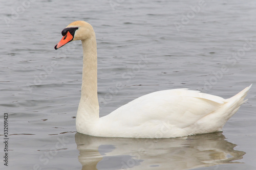 Close-up beautiful white swan swims on the lake  