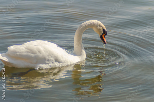 Water flows from the beak of a swan 
