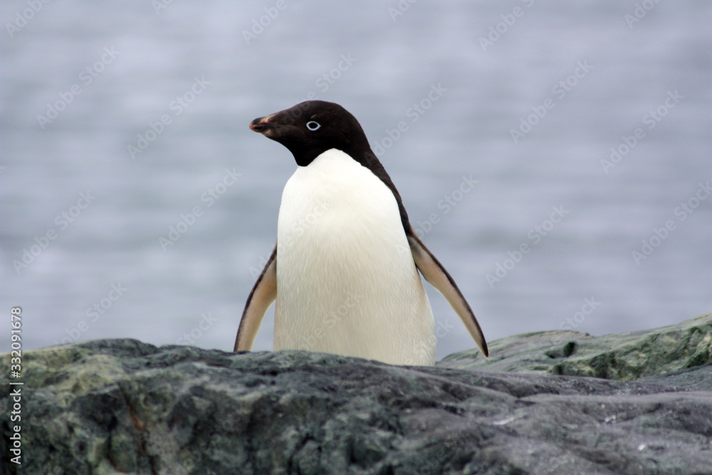 Fototapeta premium Adeliepinguin in der Antarktis