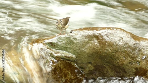 Closeup of waterthrush bird on a wet stone in soothing river photo