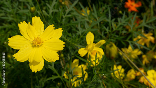 Cosmos caudatus or Kenikir flower, tropical plants that are easy to grow. Kenikir is one of the vegetables category plants, usually processed as a traditional Asian food salad