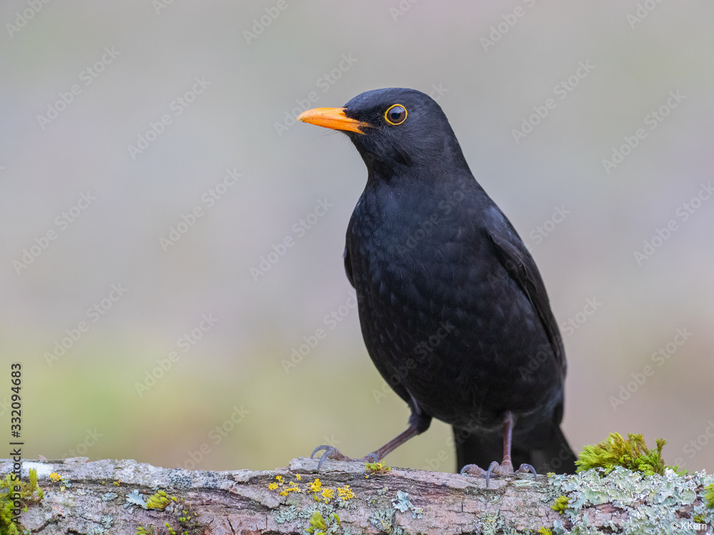 blackbird on a branch
