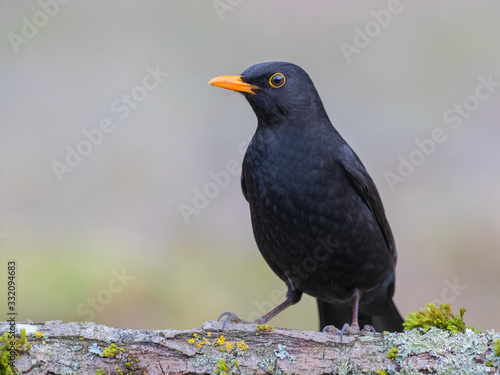 blackbird on a branch © KKern