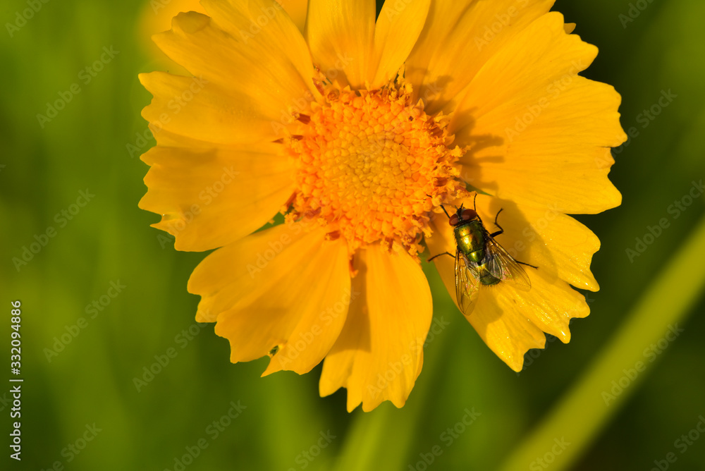 Close-ups of different insects inhabiting wild plants Close-ups of different insects inhabiting wild plants