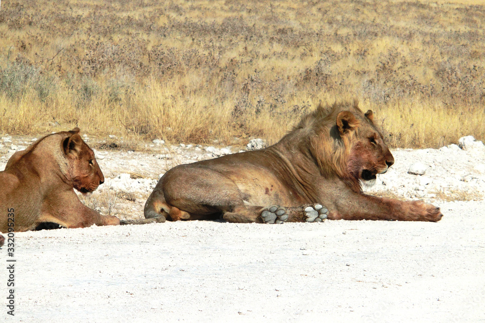 Fototapeta premium Panthera leo melanochaita