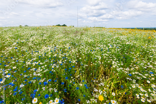 Wildflowers close-up. Panoramic view of the blooming chamomile field. Cloudy blue sky. Setomaa, Estonia photo