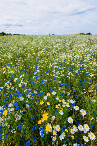 Wildflowers close-up. Panoramic view of the blooming chamomile field. Cloudy blue sky. Setomaa, Estonia photo