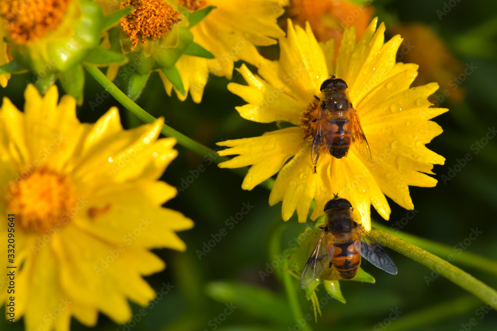 Close-ups of different insects inhabiting wild plants Close-ups of different insects inhabiting wild plants