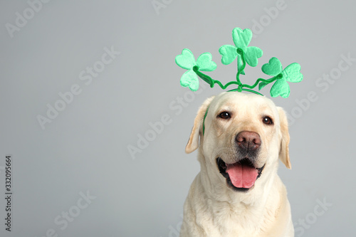 Fotografia Labrador retriever with clover leaves headband on light grey background, space for text