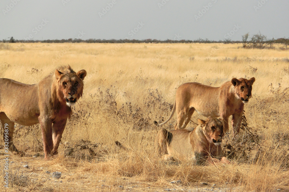 Fototapeta premium Panthera leo melanochaita
