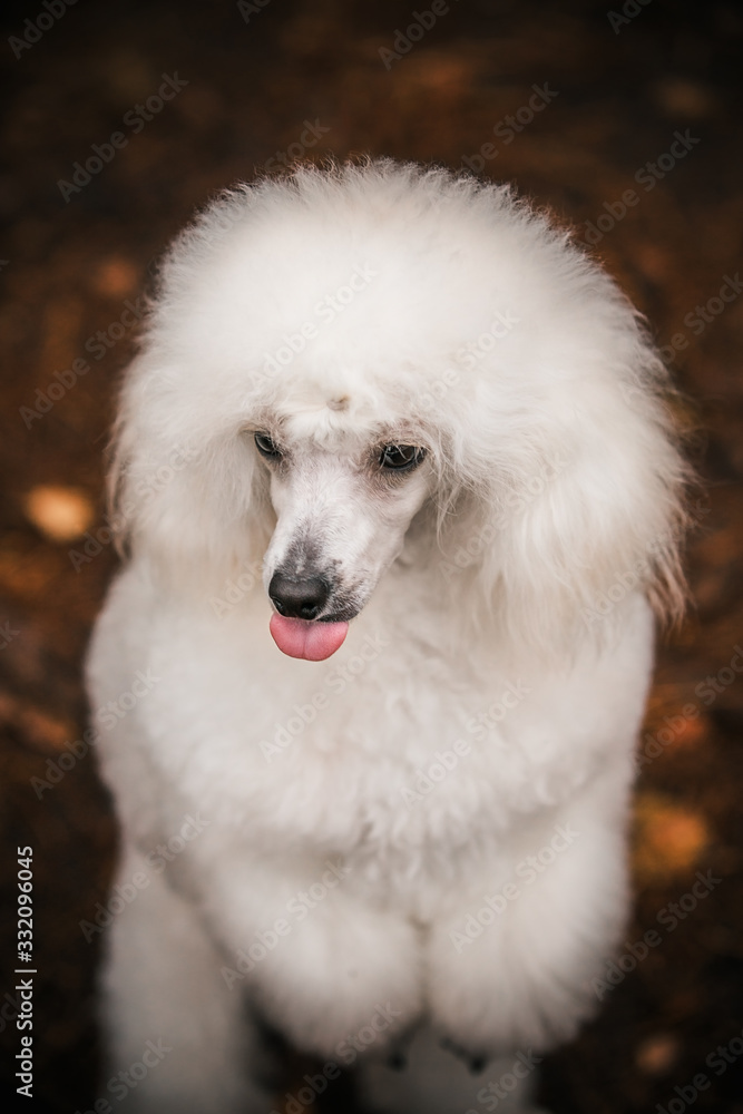Dog white poodle posing grimacing