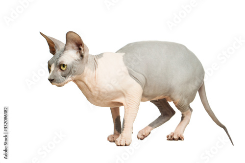 Cat don sphynx isolated on white background. Hairless kitten