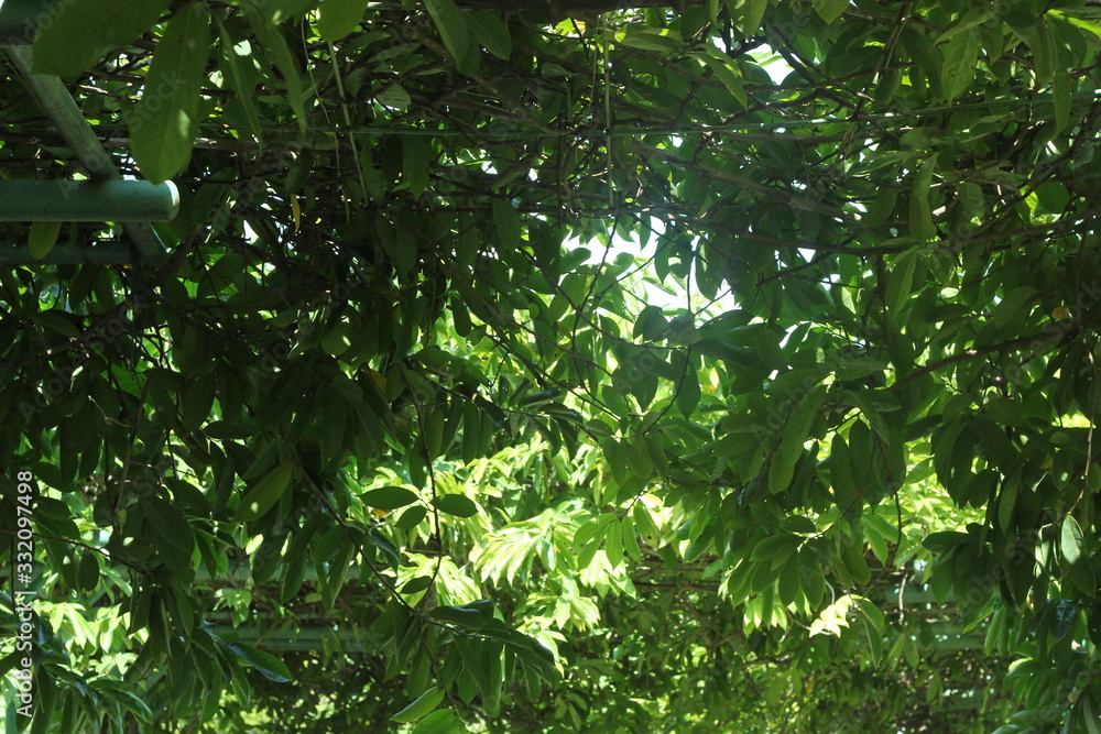 Under the shade of green trees Under the shade of green trees