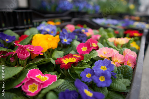 Multi-colored blooming violets in trays.