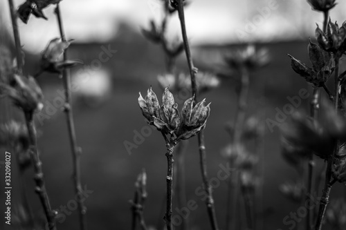 flowers in garden