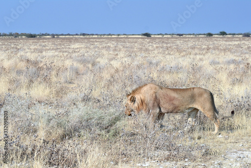 Panthera leo melanochaita