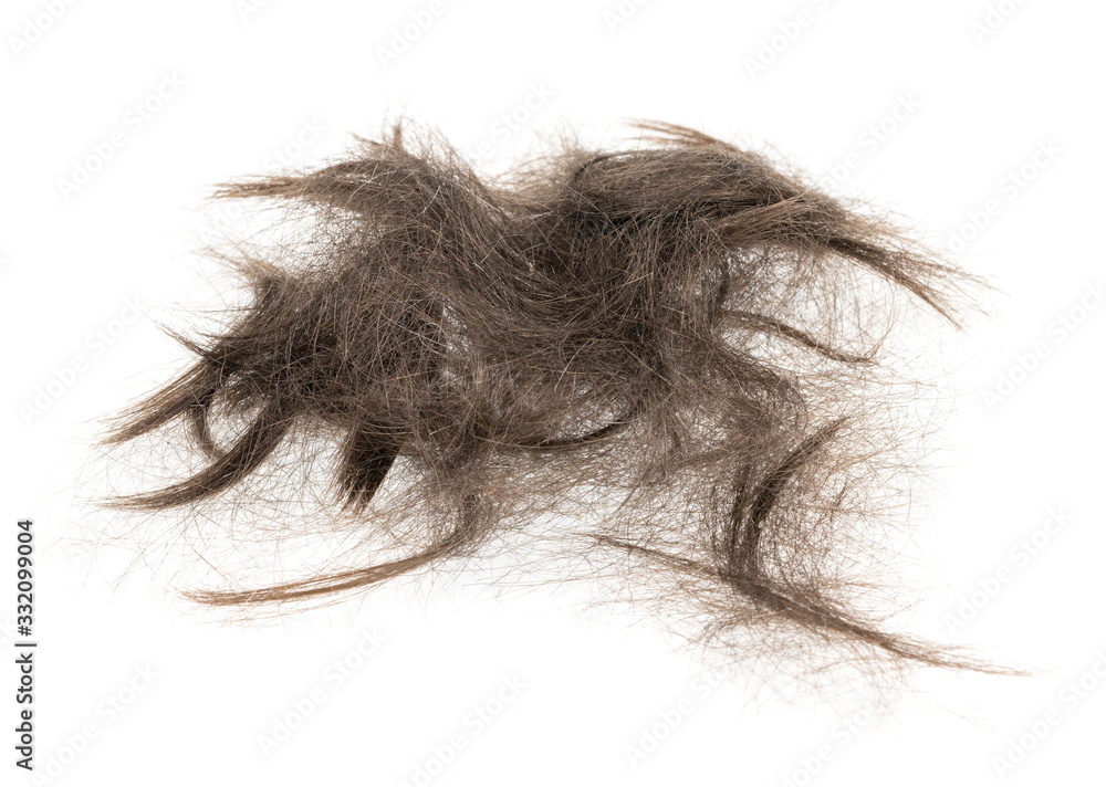 Hair bundle isolated on white background. tuft hair close-up Hair bundle isolated on white background. tuft hair close-up
