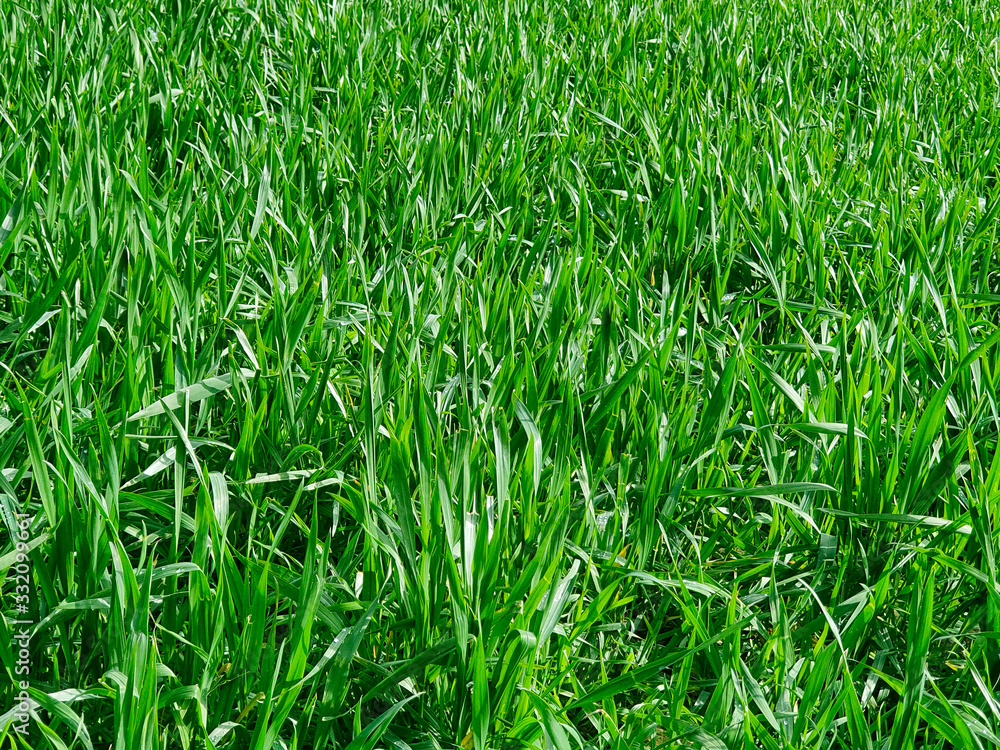 Field of young green Oats. Plantation of oats in the field Field of young green Oats. Plantation of oats in the field