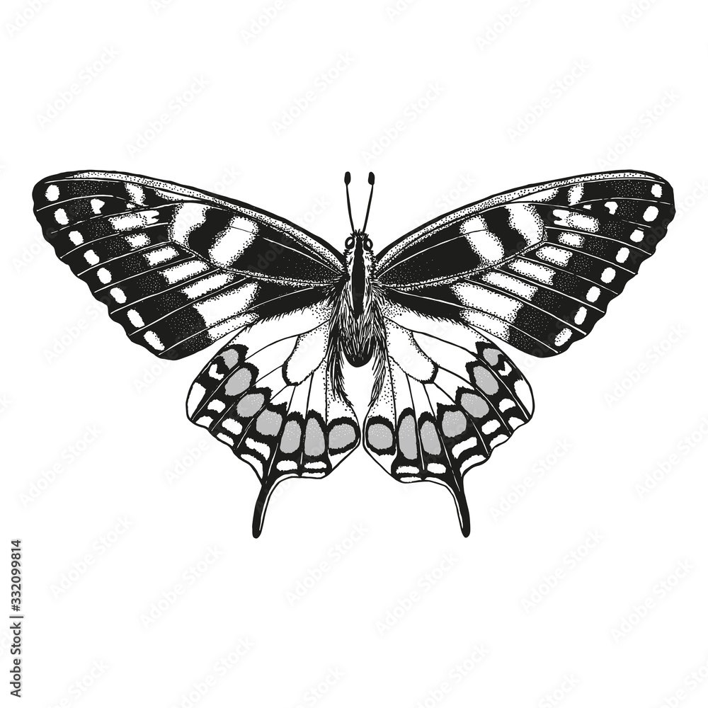 Hand drawn black vector butterfly outline. Drawn in pen and ink. Graphic vintage drawing. Isolated on white background element for design. Hand drawn black vector butterfly outline. Drawn in pen and ink. Graphic vintage drawing. Isolated on white background element for design.