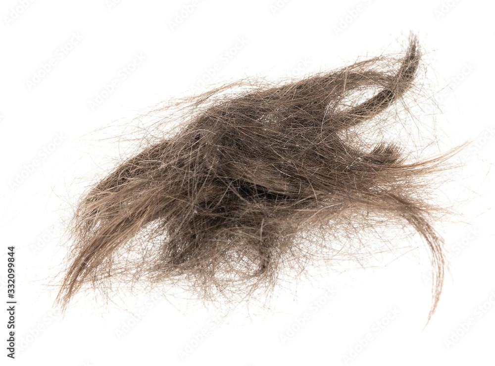 Hair bundle isolated on white background. tuft hair close-up Hair bundle isolated on white background. tuft hair close-up