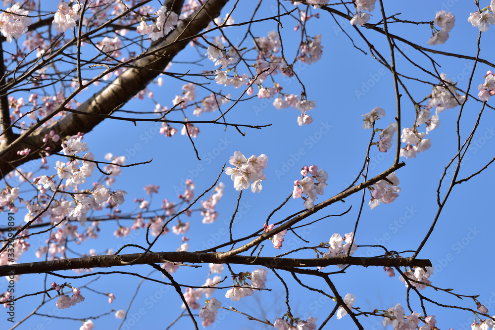 Image of Clear sky and cherry blossoms Image of Clear sky and cherry blossoms