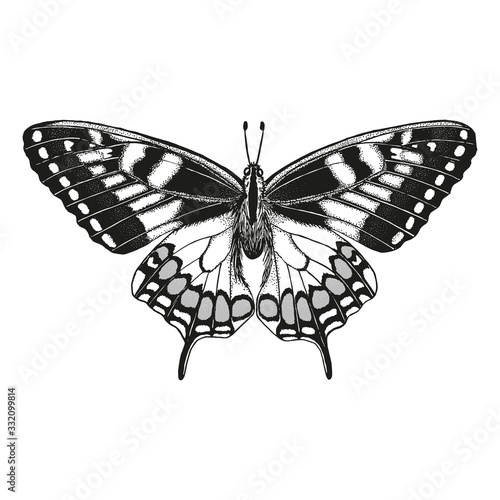 Hand drawn black vector butterfly outline. Drawn in pen and ink. Graphic vintage drawing. Isolated on white background element for design.