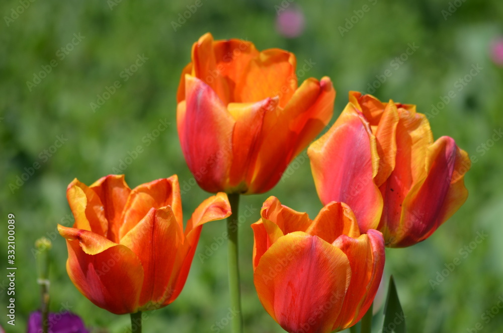 Top view of four delicate vivid orange tulips in a garden in a sunny spring day, beautiful outdoor floral background photographed with soft focus