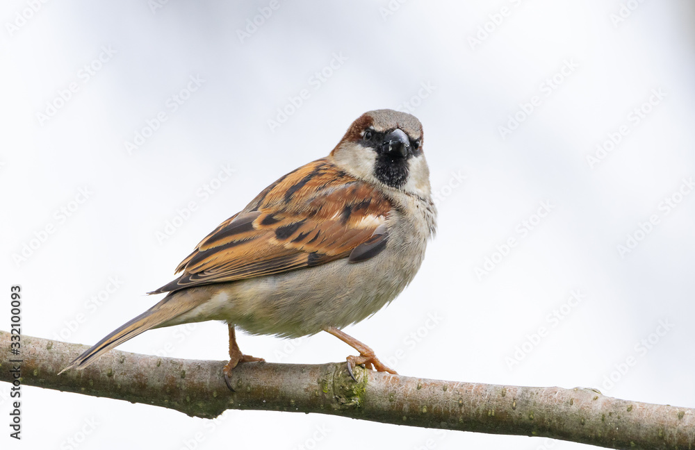 Common house sparrow looking for food Common house sparrow looking for food