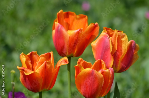 Top view of four delicate vivid orange tulips in a garden in a sunny spring day  beautiful outdoor floral background photographed with soft focus