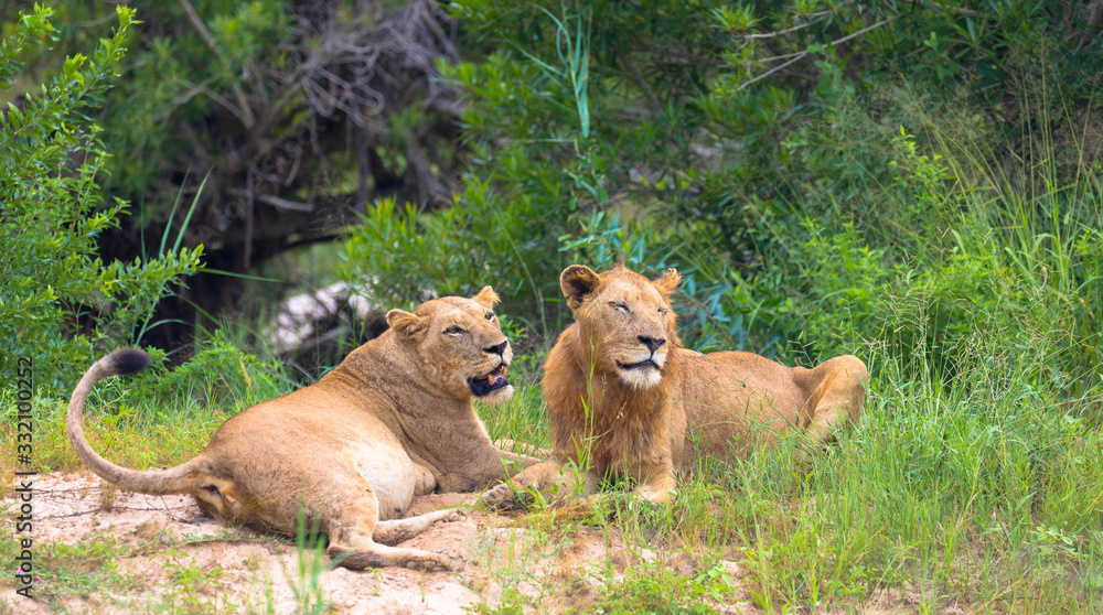 Naklejka premium lion and lioness lying in the grass and cuddle