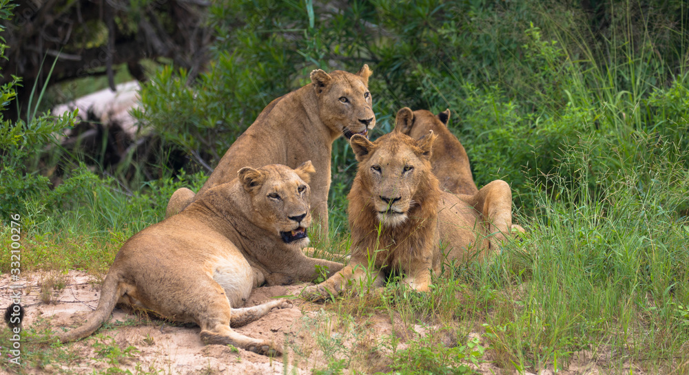 Naklejka premium Group of lions, under the shade of the tree