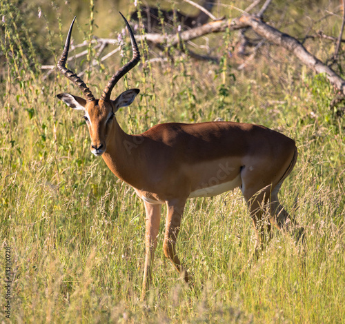 Single Impala (Aepyceros melampus) antelope in profile staring at camera