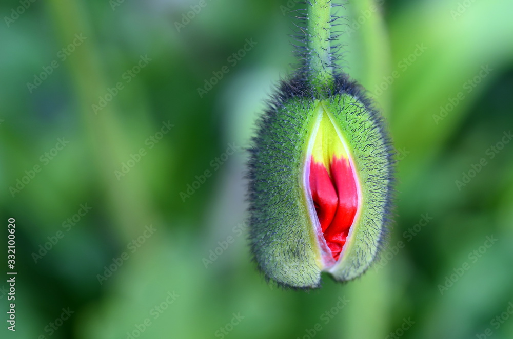 Obraz premium Aufgehende Mohnknospe