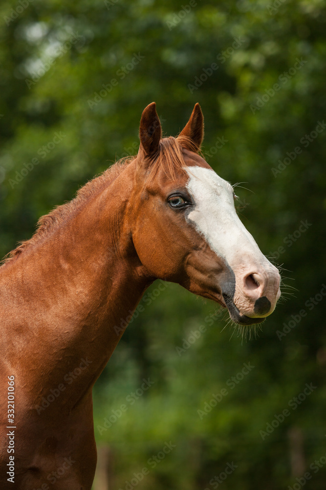 Fototapeta premium Pferdekopf