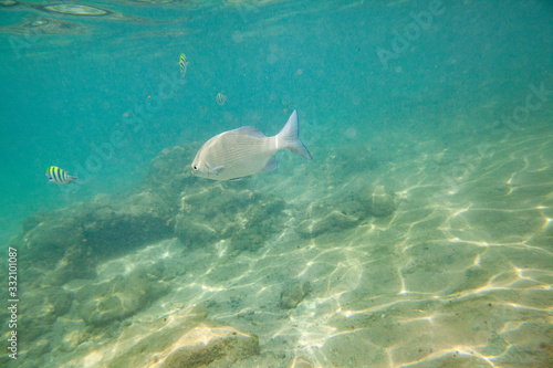 Beautiful colored fish swim underwater in the Indian Ocean among the stones.