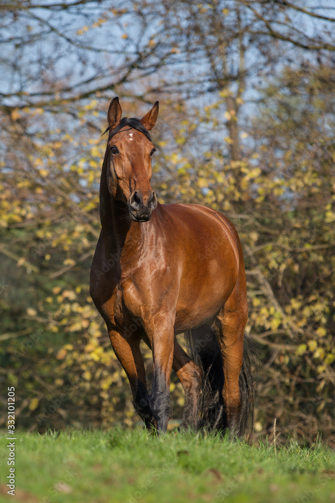 Fototapeta premium Sommer