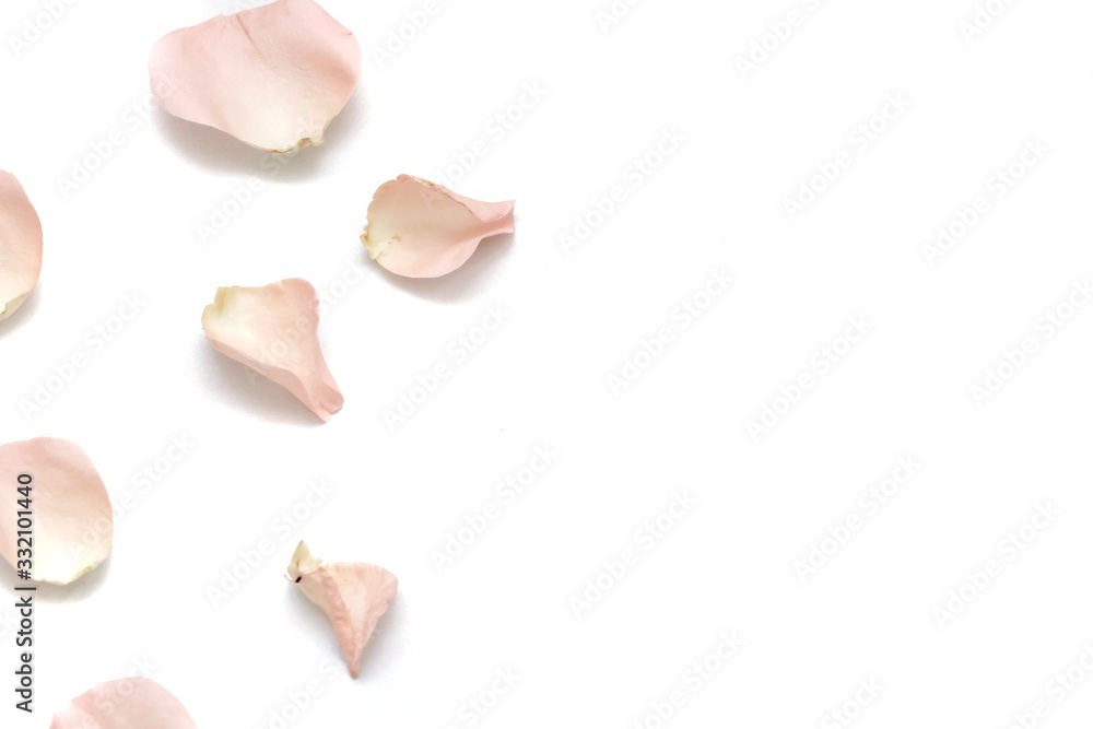 Blurred many sweet pink rose corollas on white isolated background with colorful flora details and softly style