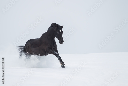 Pferd im Schnee