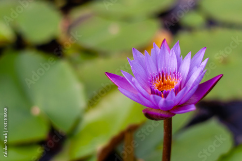 Purple lotus