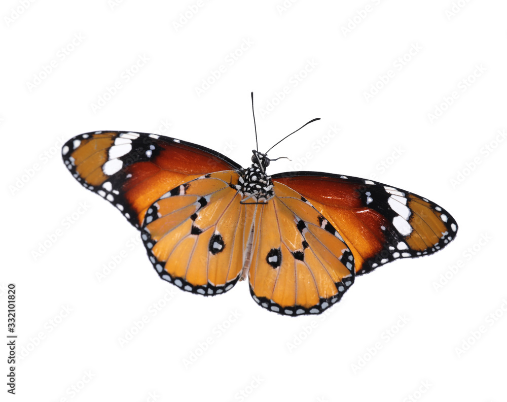 Beautiful painted lady butterfly isolated on white Beautiful painted lady butterfly isolated on white